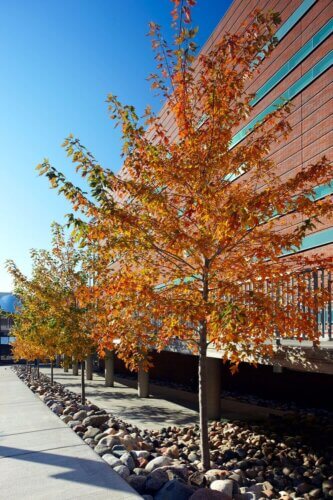 University of Minnesota, Bruininks Hall