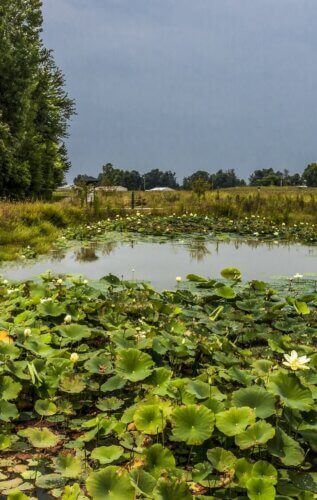 Owensboro Health Regional Hospital, Green Roof and Gardens