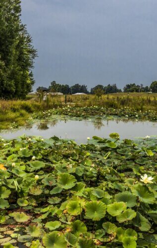 Owensboro Health Regional Hospital, Green Roof and Gardens landscape 9
